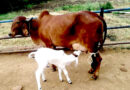 भोपाल की अत्याधुनिक प्रयोगशाला में गिर गाय ने थारपारकर बछड़े को दिया जन्म